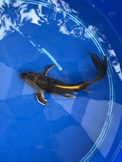 Kin Matsuba Butterfly Koi 9 Inch GT