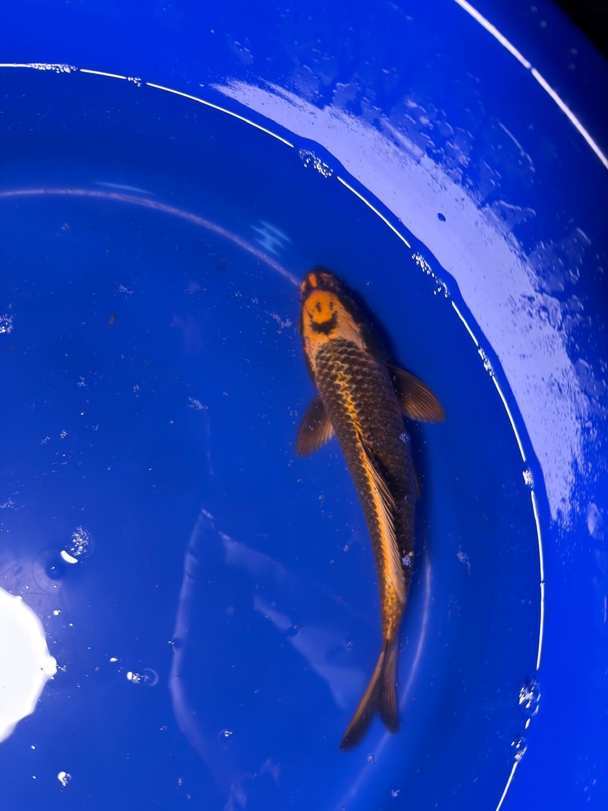Ki Matsuba 8 inch (SMILE ON HEAD) Unique