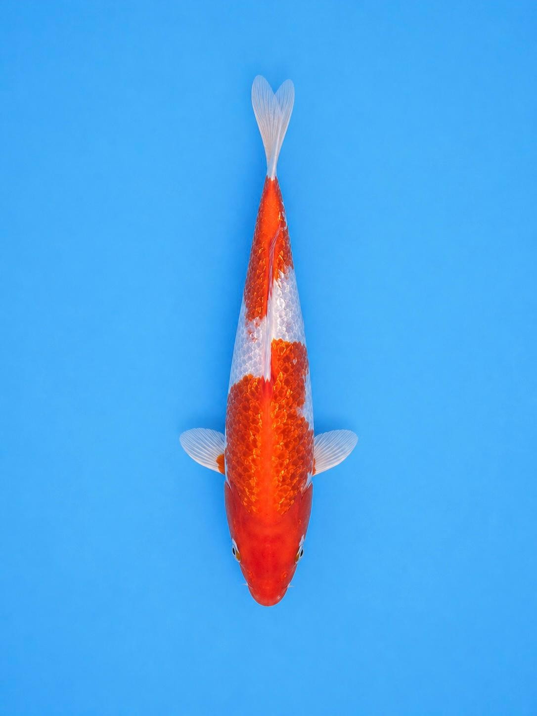 Japanese Ginrin Kohaku 8" Koi