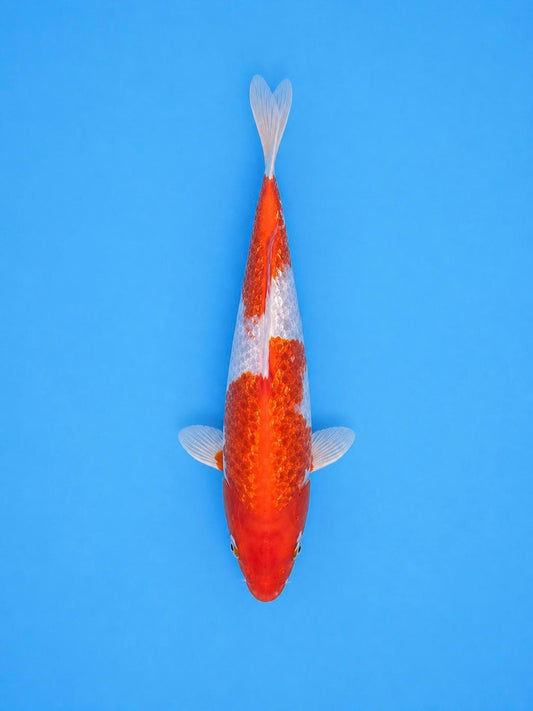 Japanese Ginrin Kohaku 8" Koi