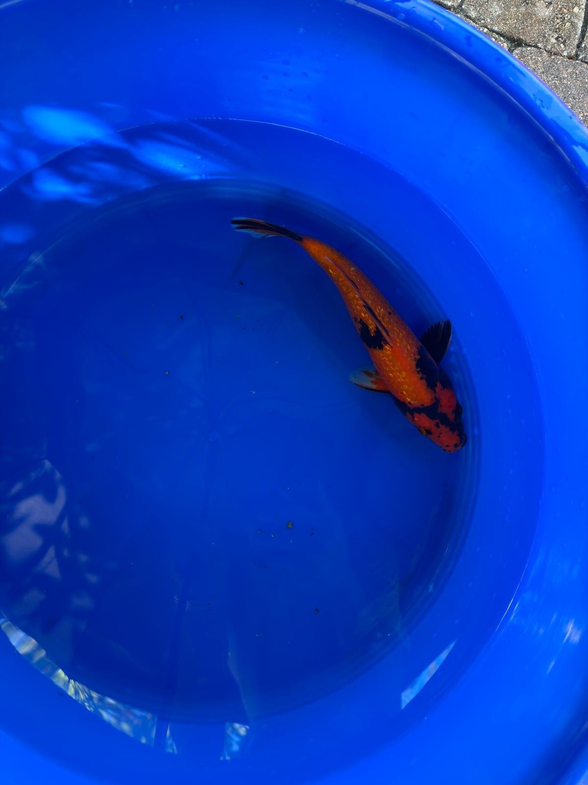 10" Ginrin Hi Utsuri Japanese Imported