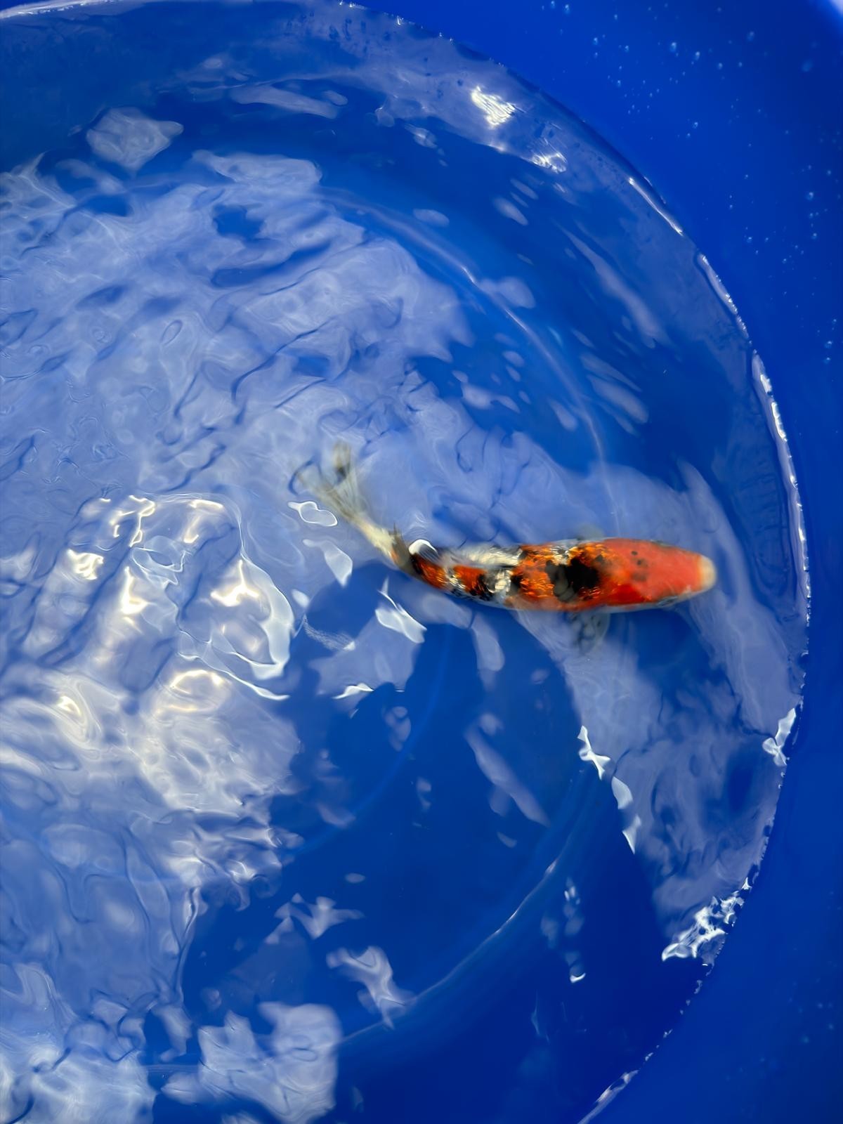 6"  Ginrin Showa Japanese Import Koi (Hand Picked) T2