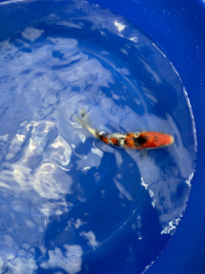 6"  Ginrin Showa Japanese Import Koi (Hand Picked) T2