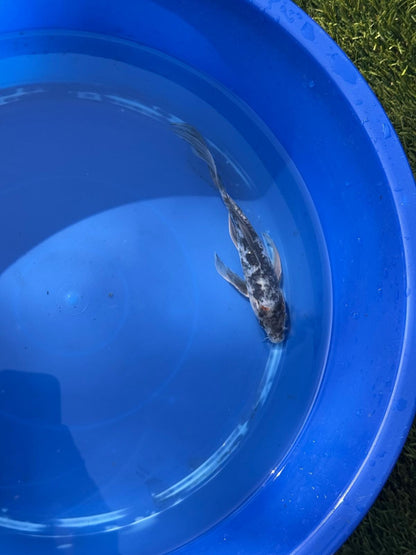 Showa Butterfly Koi 8 Inch