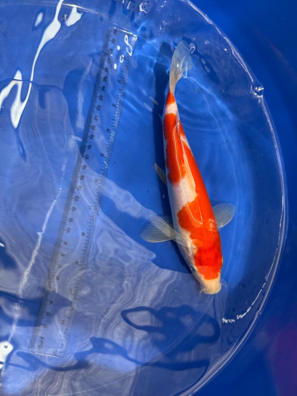 9" Kohaku Japanese Imported (Hand Picked) T2