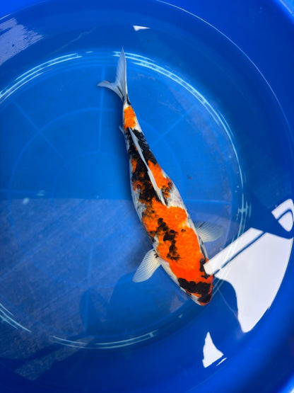 15" Dinichi Showa Japanese Import Koi
