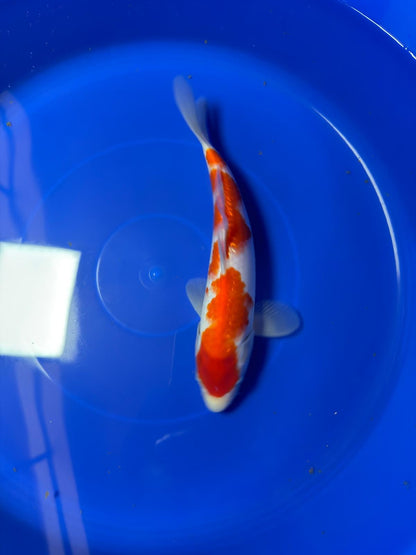 9" Ginrin Kohaku Japanese Imported (Hand Picked)