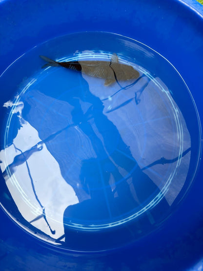 Japanese Ochiba Shigure Koi 9"