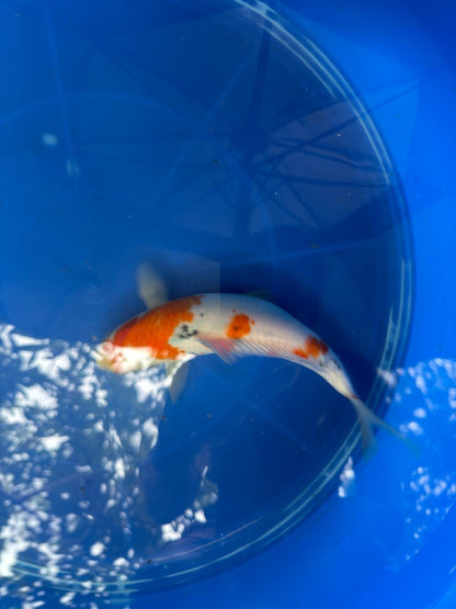 9.5" Sanke Japanese Import Koi