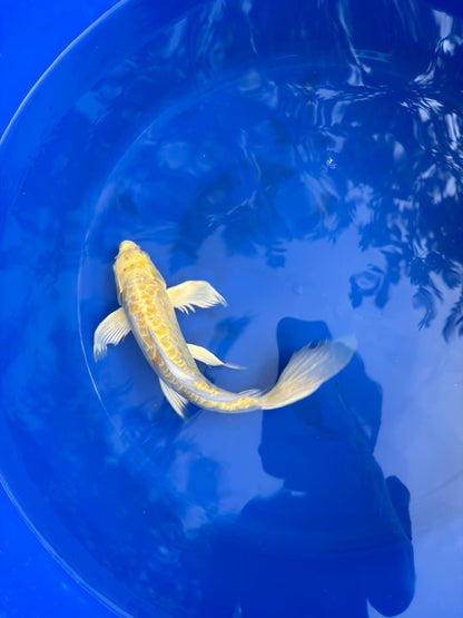 Doitsu Lemon Hariwake Butterfly Koi 12"