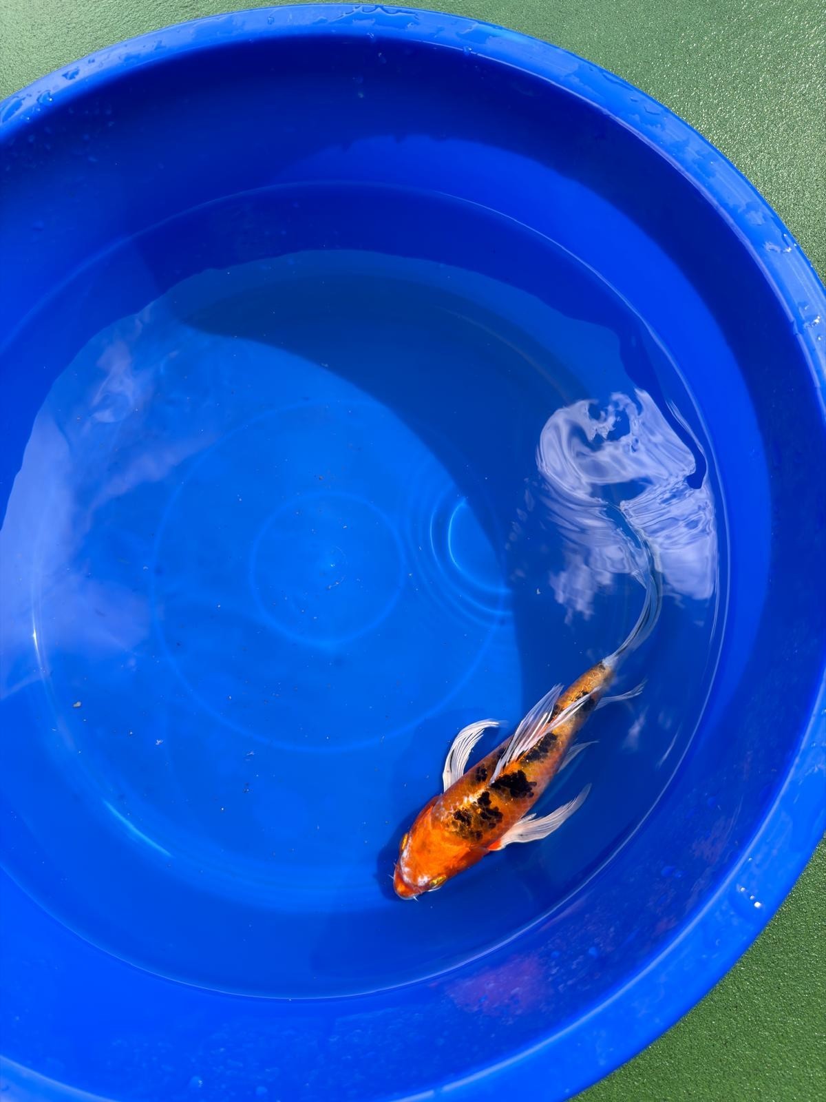 Yamato Nishiki Butterfly Koi 8"