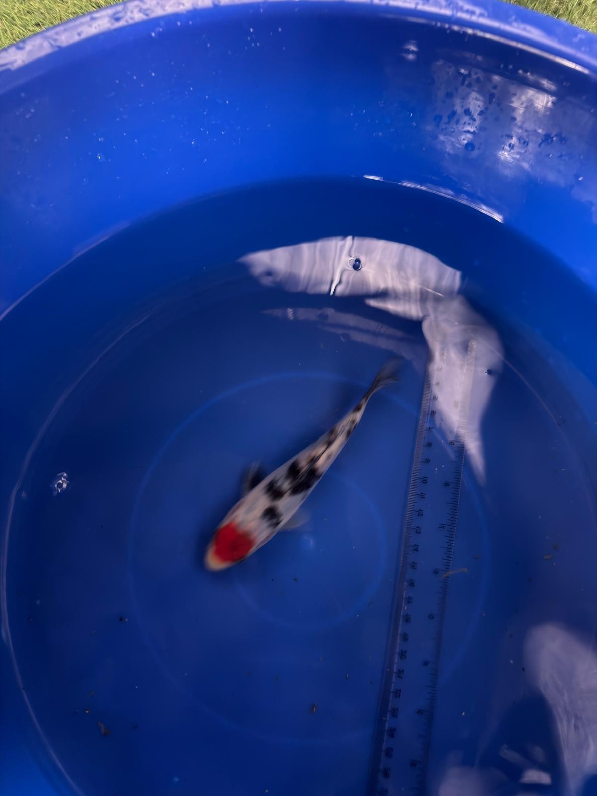 6"  Tancho Sanke Import Koi (Hand Picked) T3