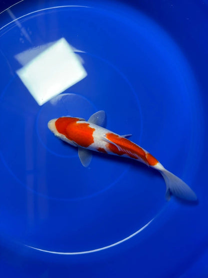8" Kohaku Japanese Imported HQ(High Quality)