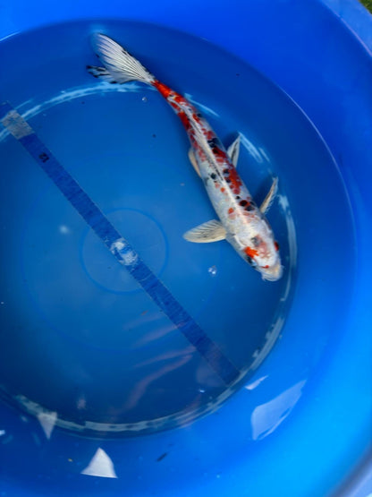 Taisho Sanke Koi 12"