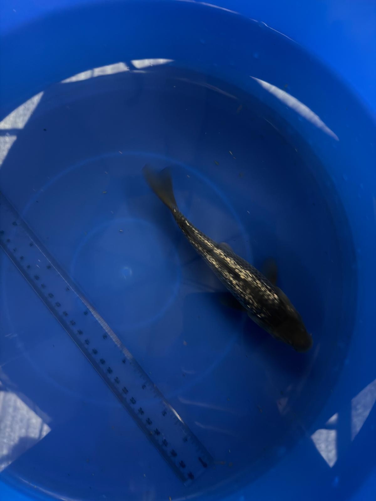 6"  Ginrin Soragoi Japanese Import Koi (Hand Picked) T3