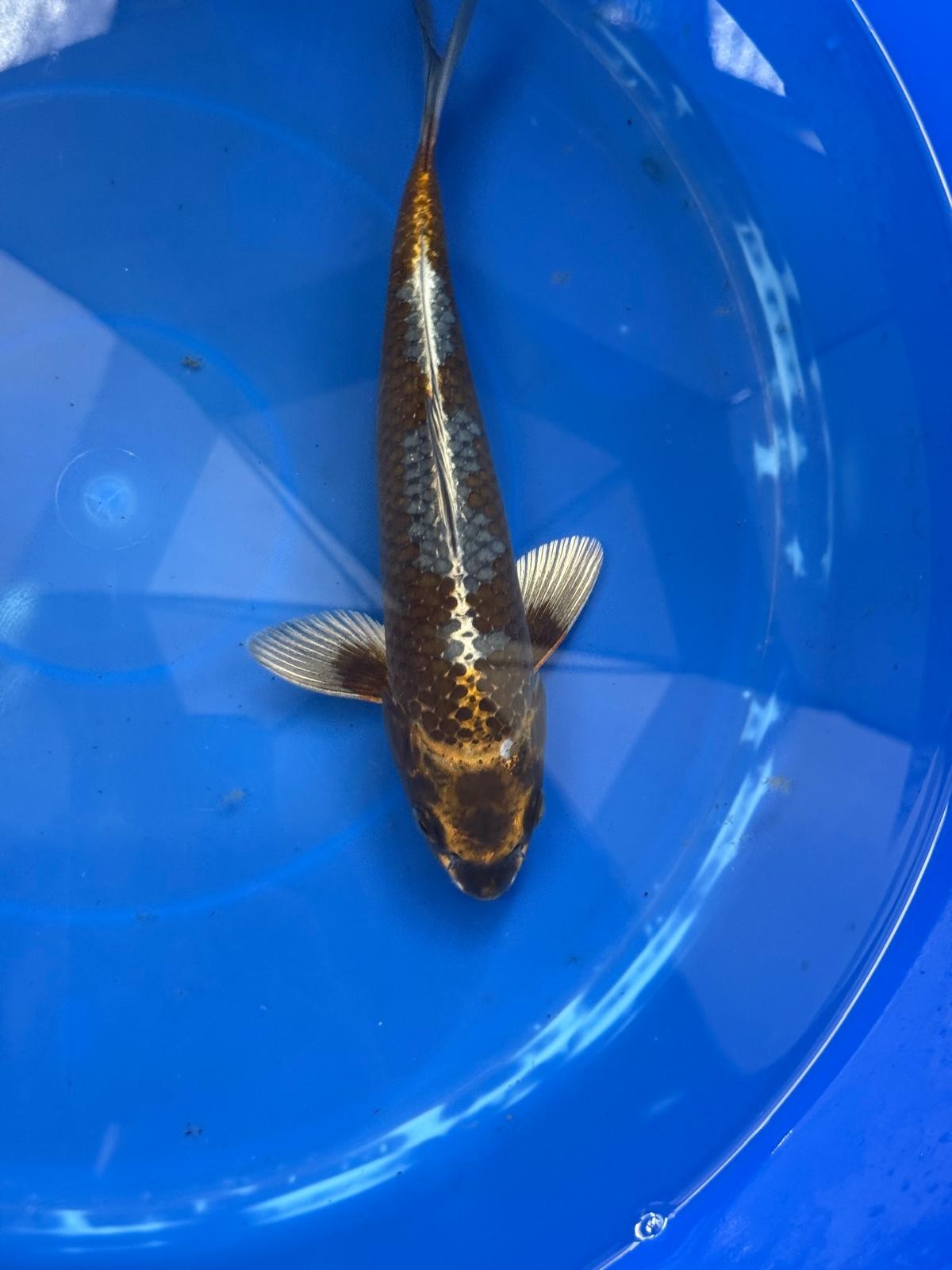 Matsuba Koi 9" GT