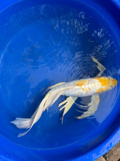 Doitsu Lemon Hariwake Butterfly Koi 17"