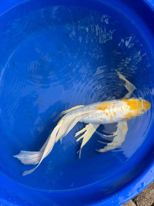 Doitsu Lemon Hariwake Butterfly Koi 17"