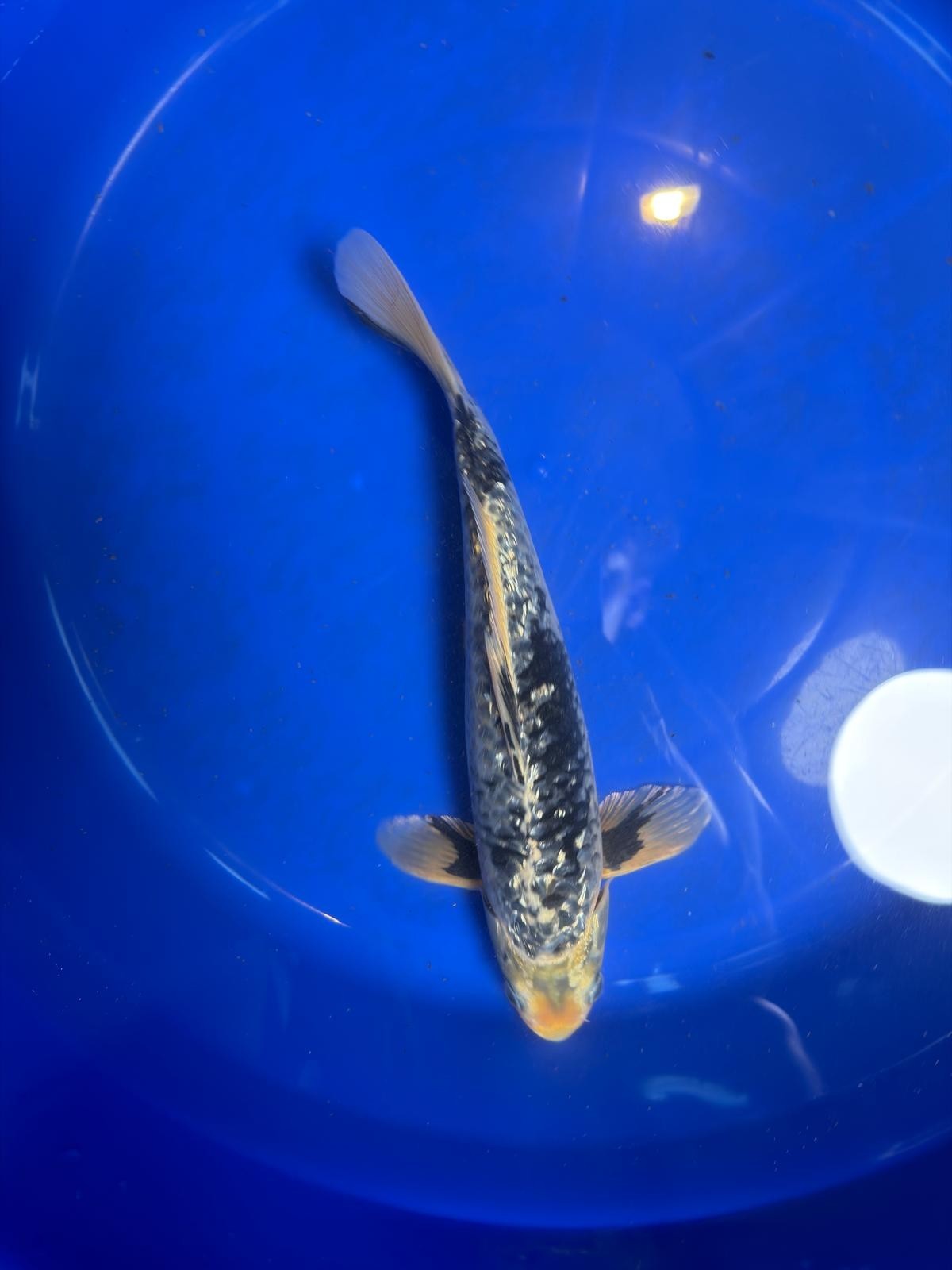 Gin Rin Matsukawabake 12 inch Koi