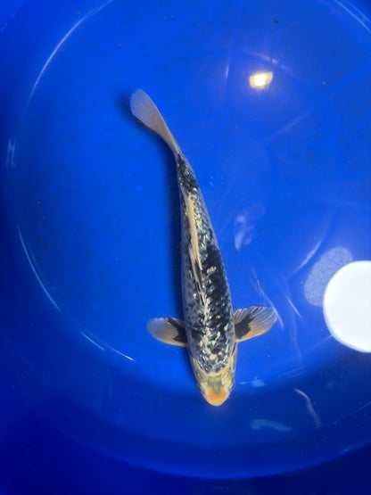 Gin Rin Matsukawabake 12 inch Koi