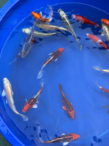 2 Pack of Japanese Imported Tosai Koi 6 to 7 inch