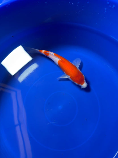 8"  Kohaku Japanese Import Koi (Hand Picked) T1