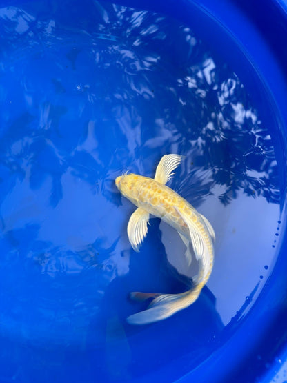 Doitsu Lemon Hariwake Butterfly Koi 12"