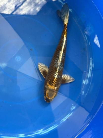 Matsuba Koi 9" GT