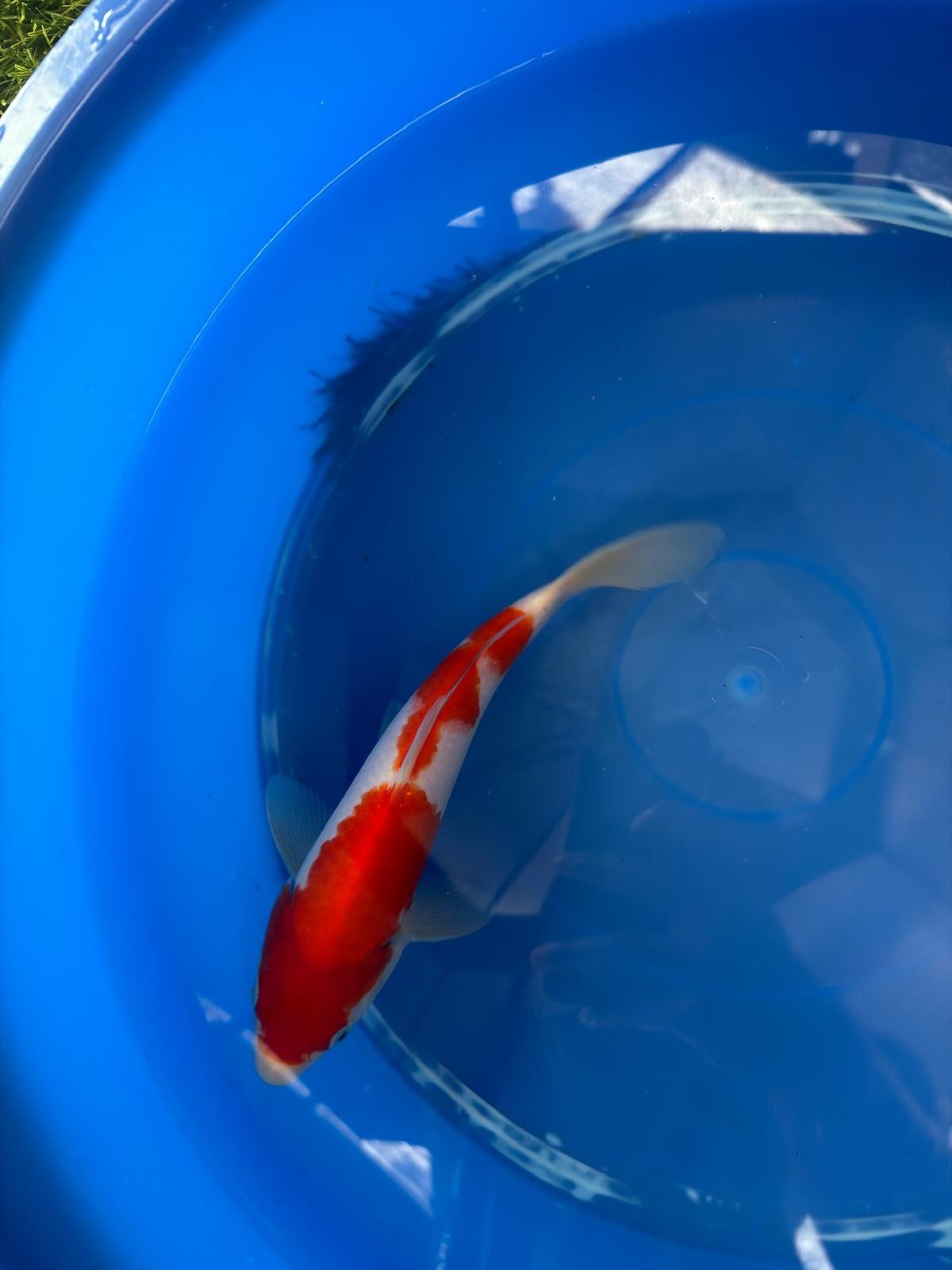 9" Kohaku Japanese Imported (Hand Picked) T2