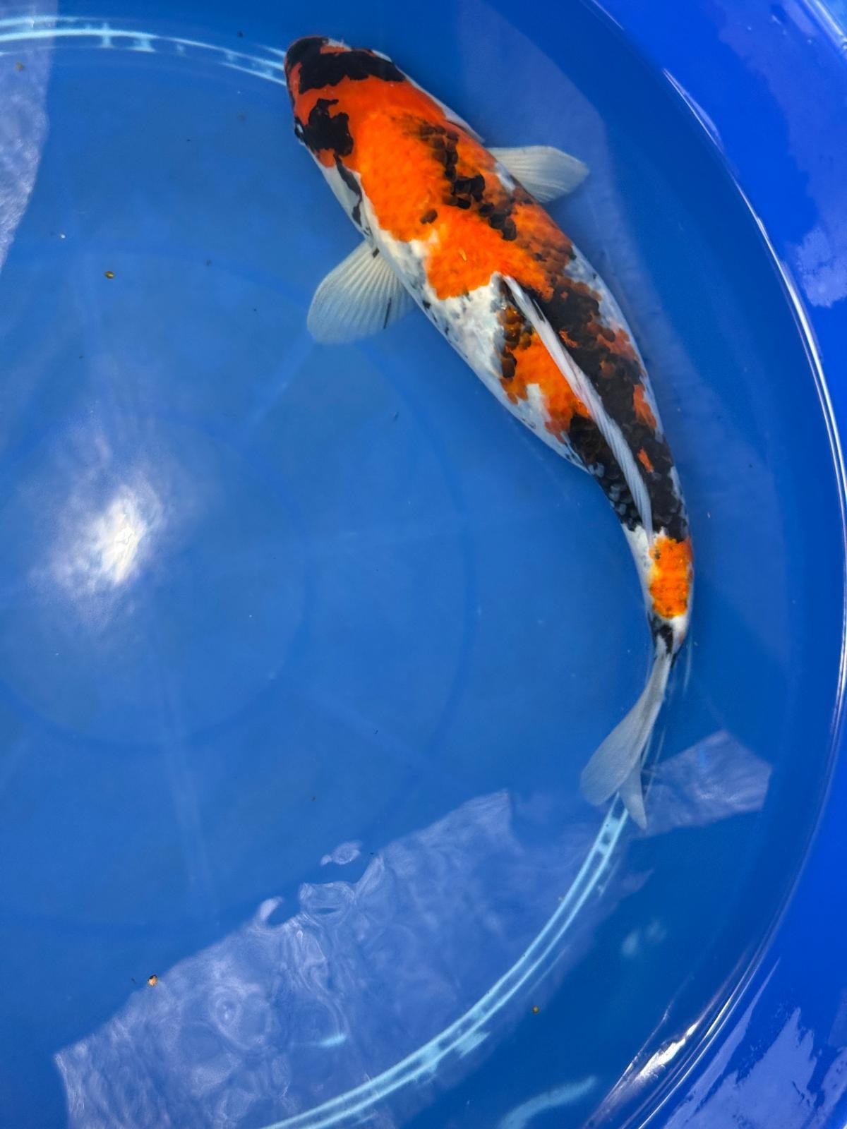 15" Dinichi Showa Japanese Import Koi