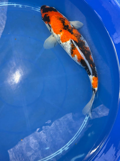 15" Dinichi Showa Japanese Import Koi