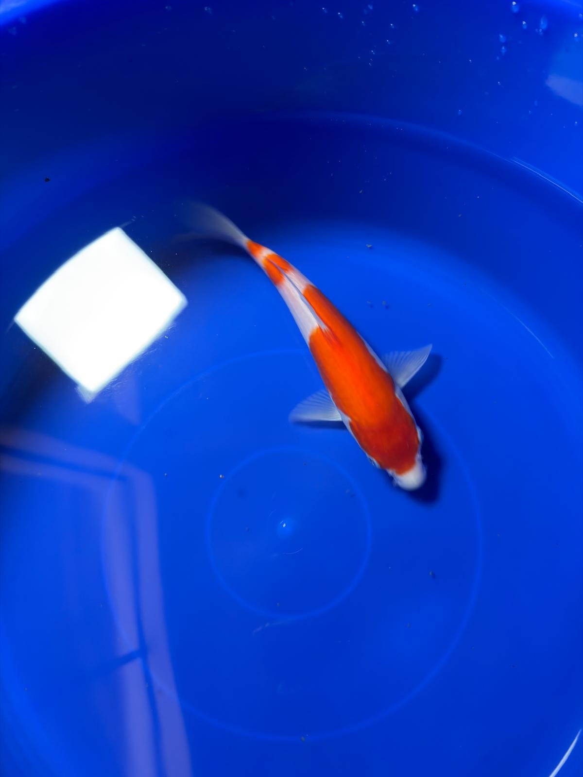 8"  Kohaku Japanese Import Koi (Hand Picked) T1