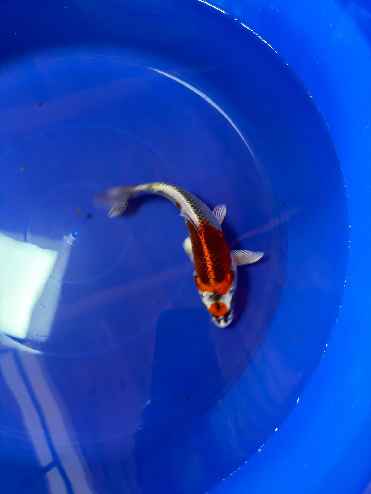 8"  Tancho Kujaku Japanese Import Koi (Hand Picked) T2