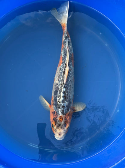 Japanese Imported Shusui 17" Koi