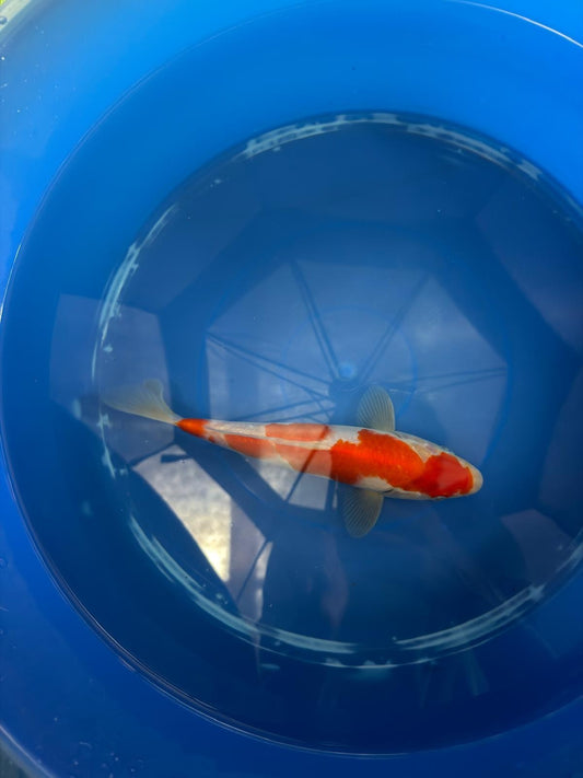 8" Kohaku Japanese Imported (HAND PICKED) T2
