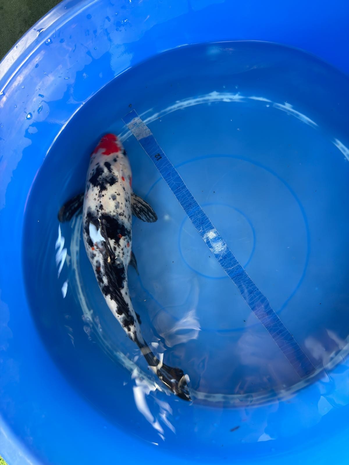Showa Koi 12"