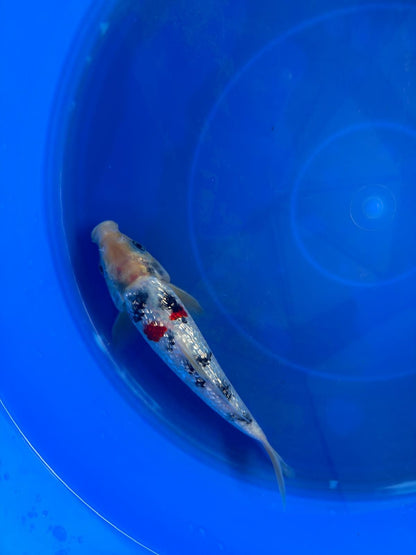 7" Ginrin Sanke  Koi