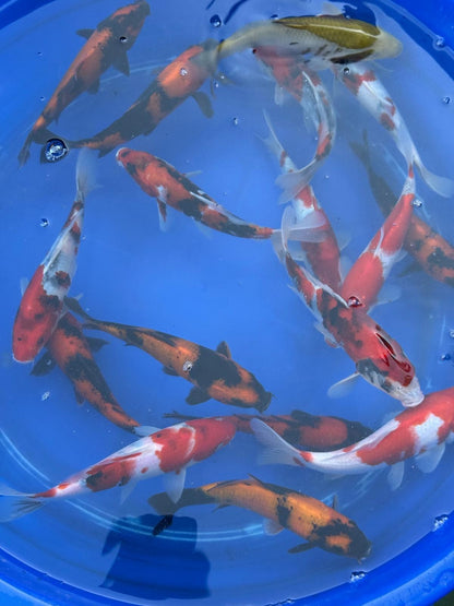 4 Pack of Japanese Imported Tosai Koi 7 to 8 inch