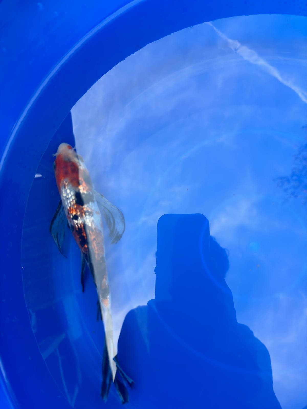 Ginrin Showa  Butterfly 9" Koi