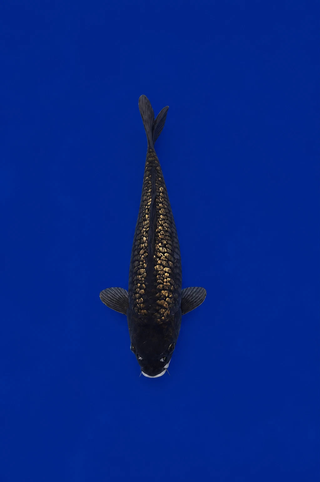 Ginrin Karasu Black Diamond Koi 11"