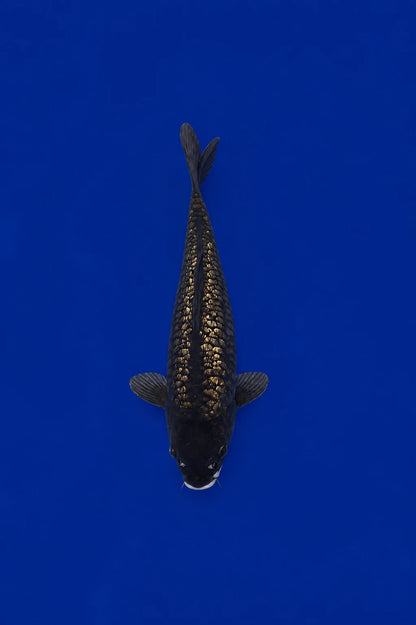 Ginrin Karasu Black Diamond Koi 11"