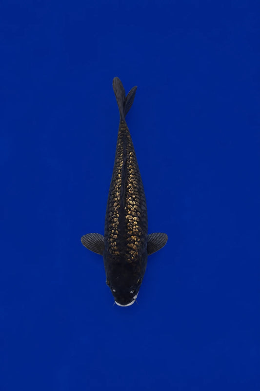 Ginrin Karasu Black Diamond Koi 11"