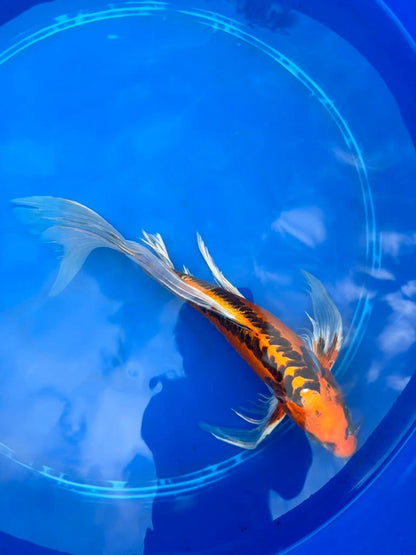 Kin Matsuba Butterfly Koi 13 Inch