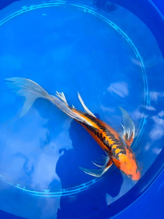 Kin Matsuba Butterfly Koi 13 Inch