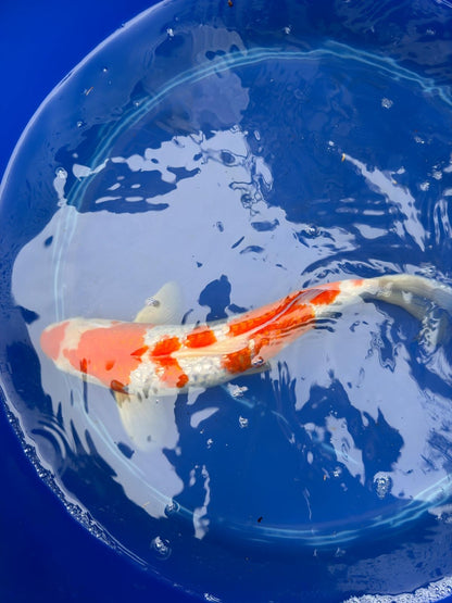 14" Inch "Gin Rin" Kohaku Koi