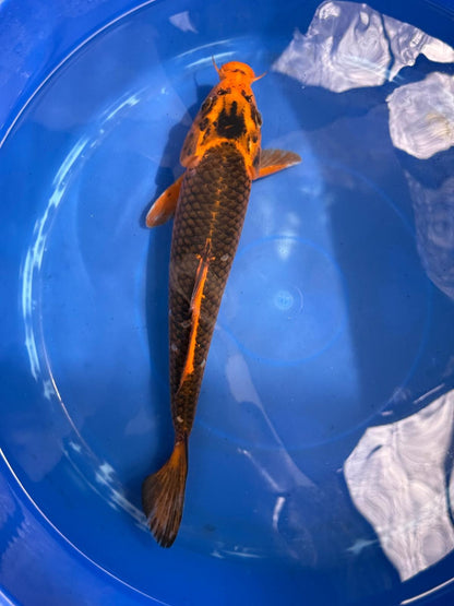 AKA Matsuba 12" KOI D