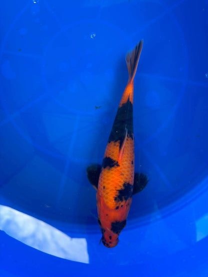 9" Hi Utsuri Japanese Imported T2