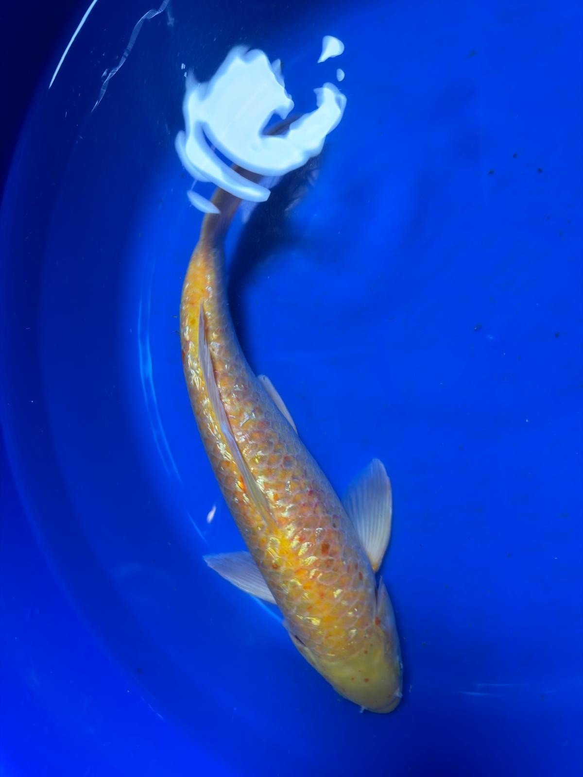 13 Inch "Gin-Rin" Yellow Monkey Karashigoi Import Koi