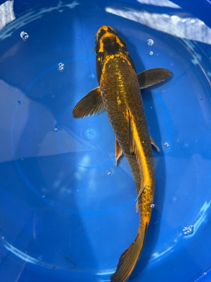 Matsuba Koi 13" C