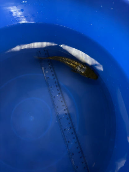 6"  Ginrin Ochiba Japanese Import Koi (Hand Picked) T3